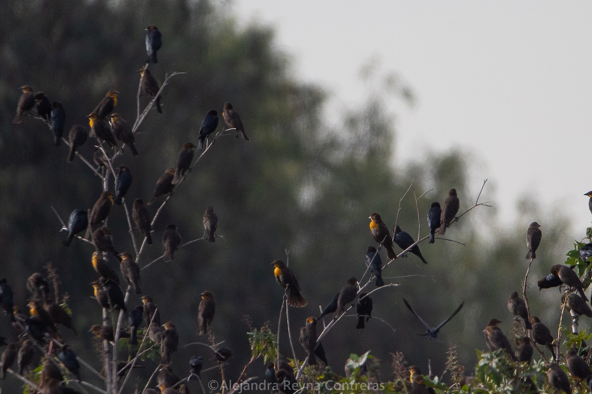 Brown-headed Cowbird - ML541129451