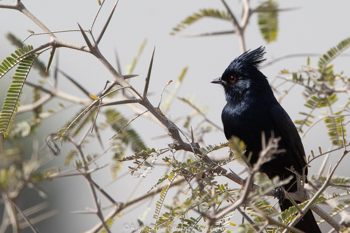 Phainopepla - Alejandra Reyna Contreras