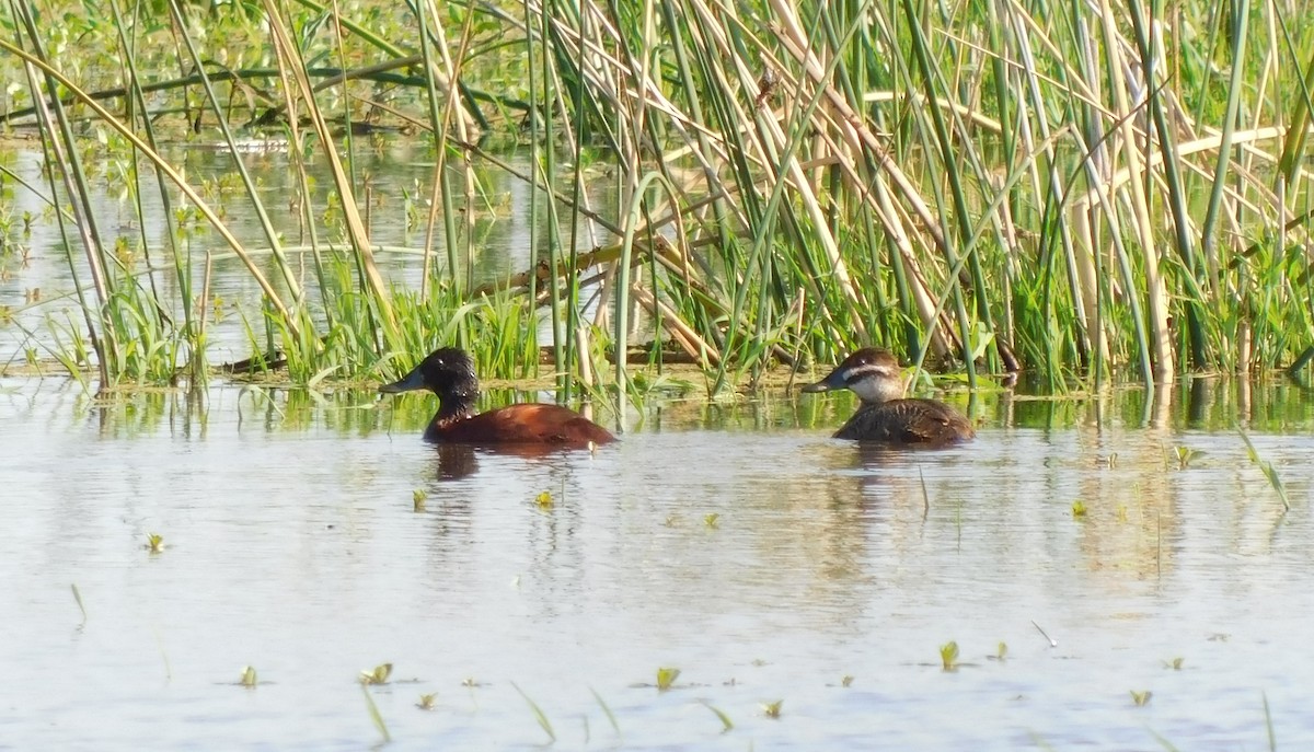 Lake Duck - Rodrigo Lorenzón