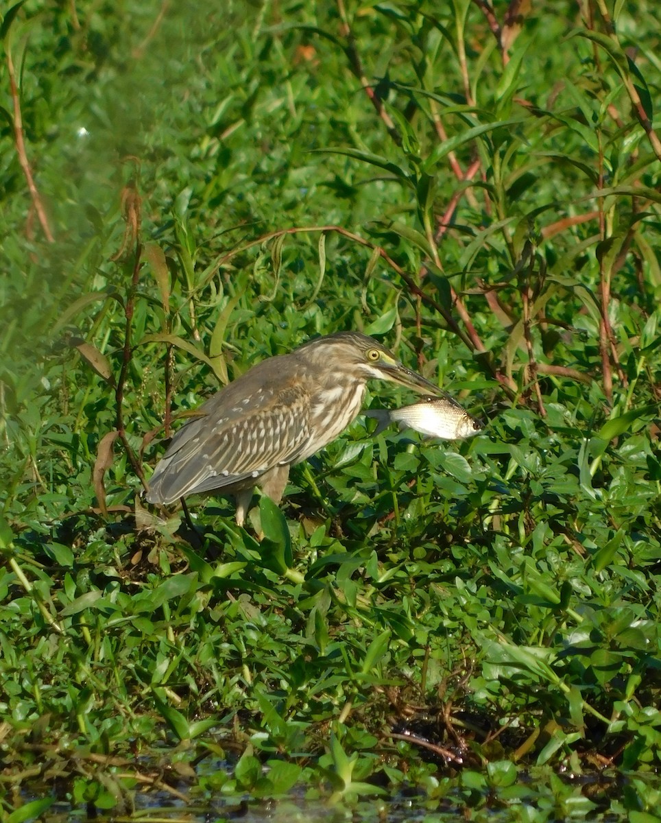 Striated Heron - ML541130701