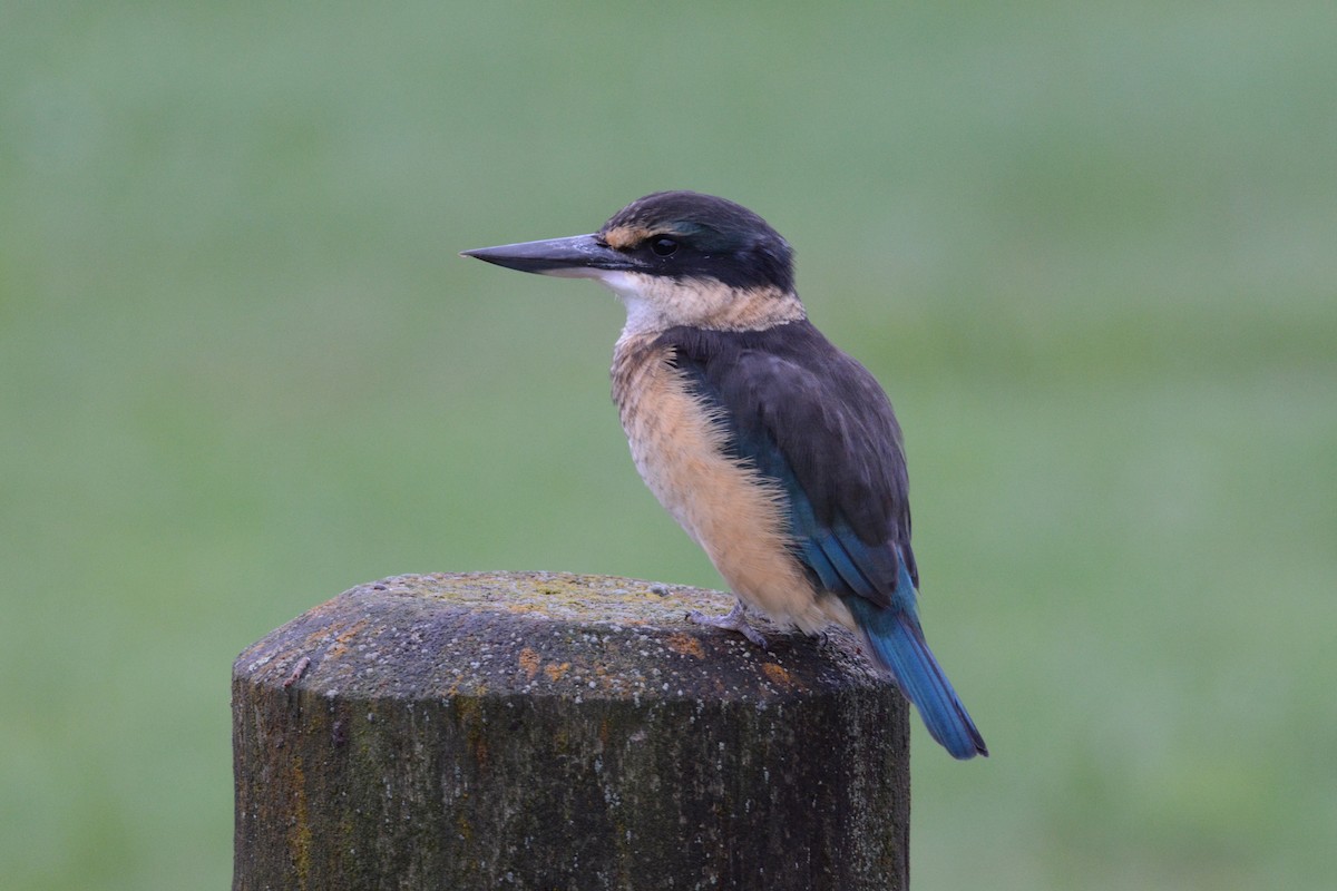 Sacred Kingfisher - ML54113121