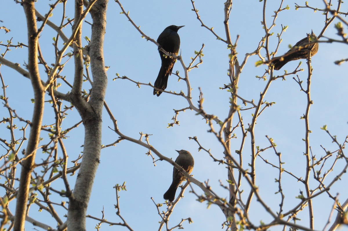 Common Grackle (Bronzed) - Bryant Olsen