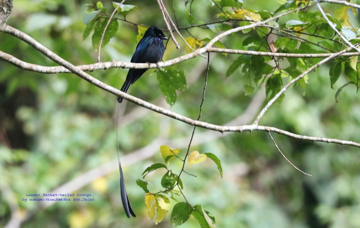 Lesser Racket-tailed Drongo - ML541133761