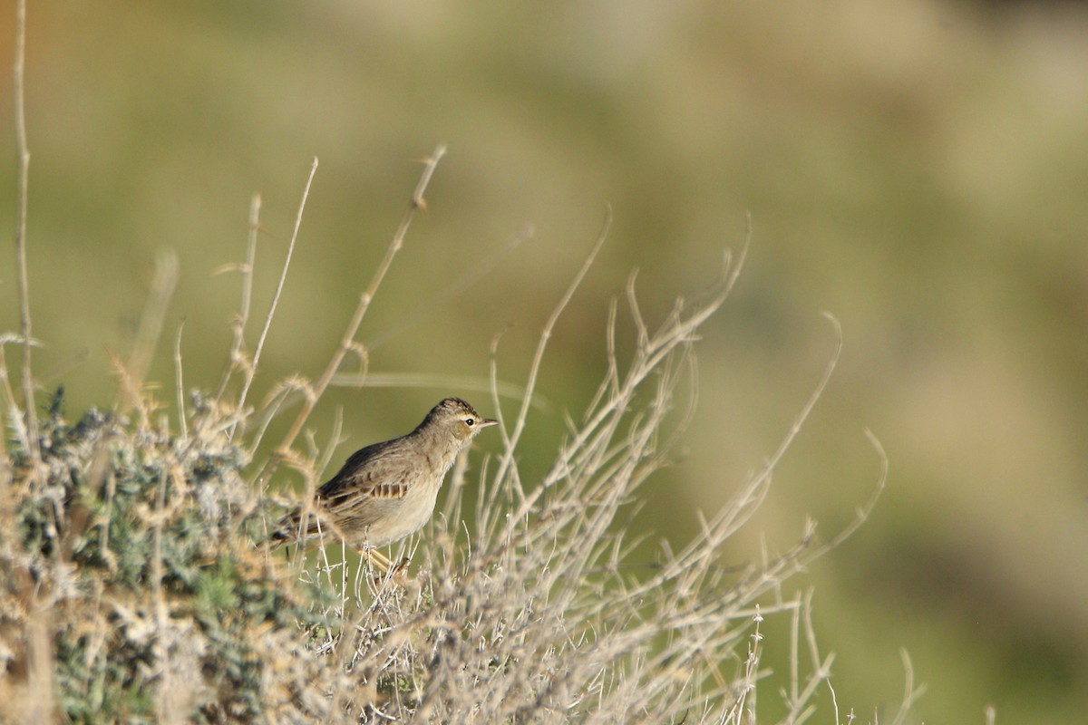 Long-billed Pipit (Middle Eastern) - ML541133991