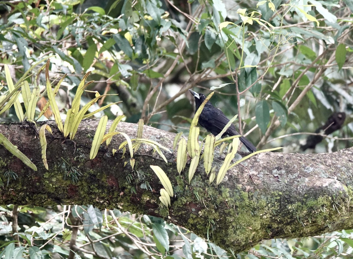 Black Butcherbird - ML541134021