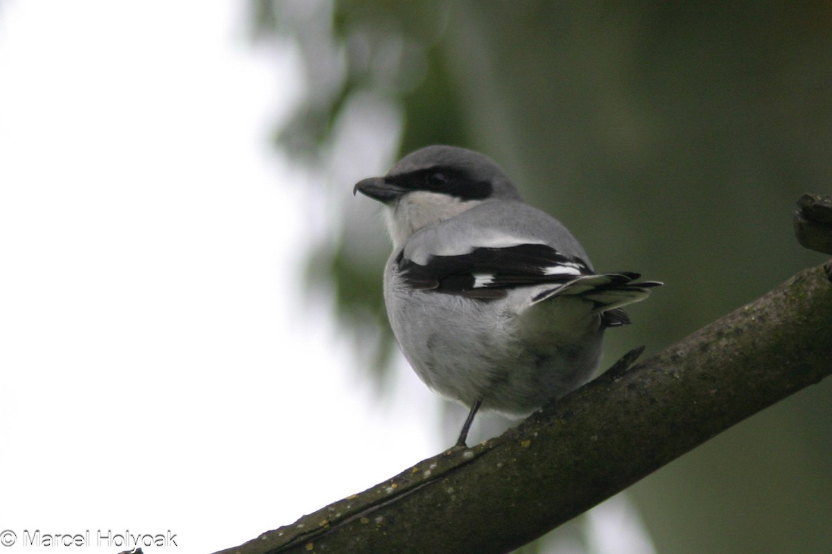 Loggerhead Shrike - ML541136531