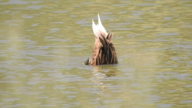 White-cheeked Pintail - ML541137081