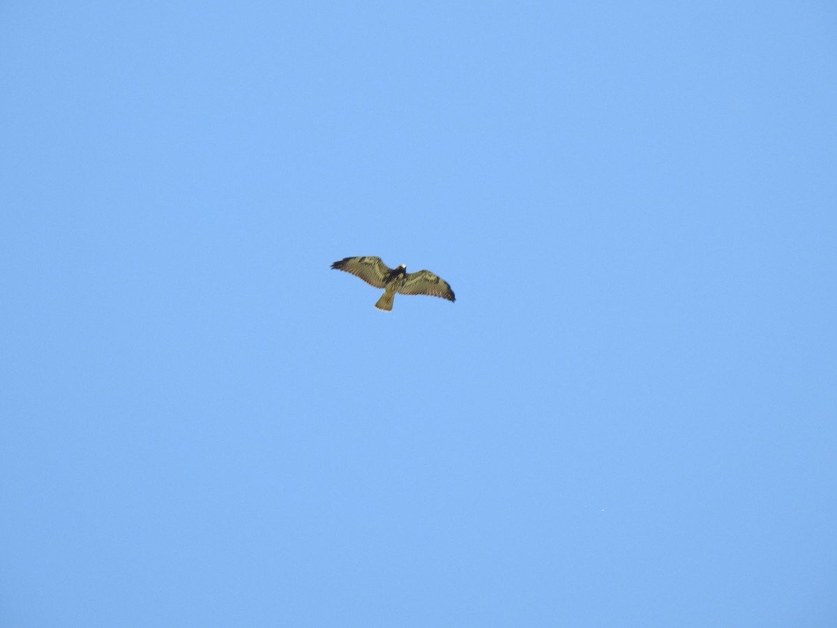 White-tailed Hawk - ML541137851