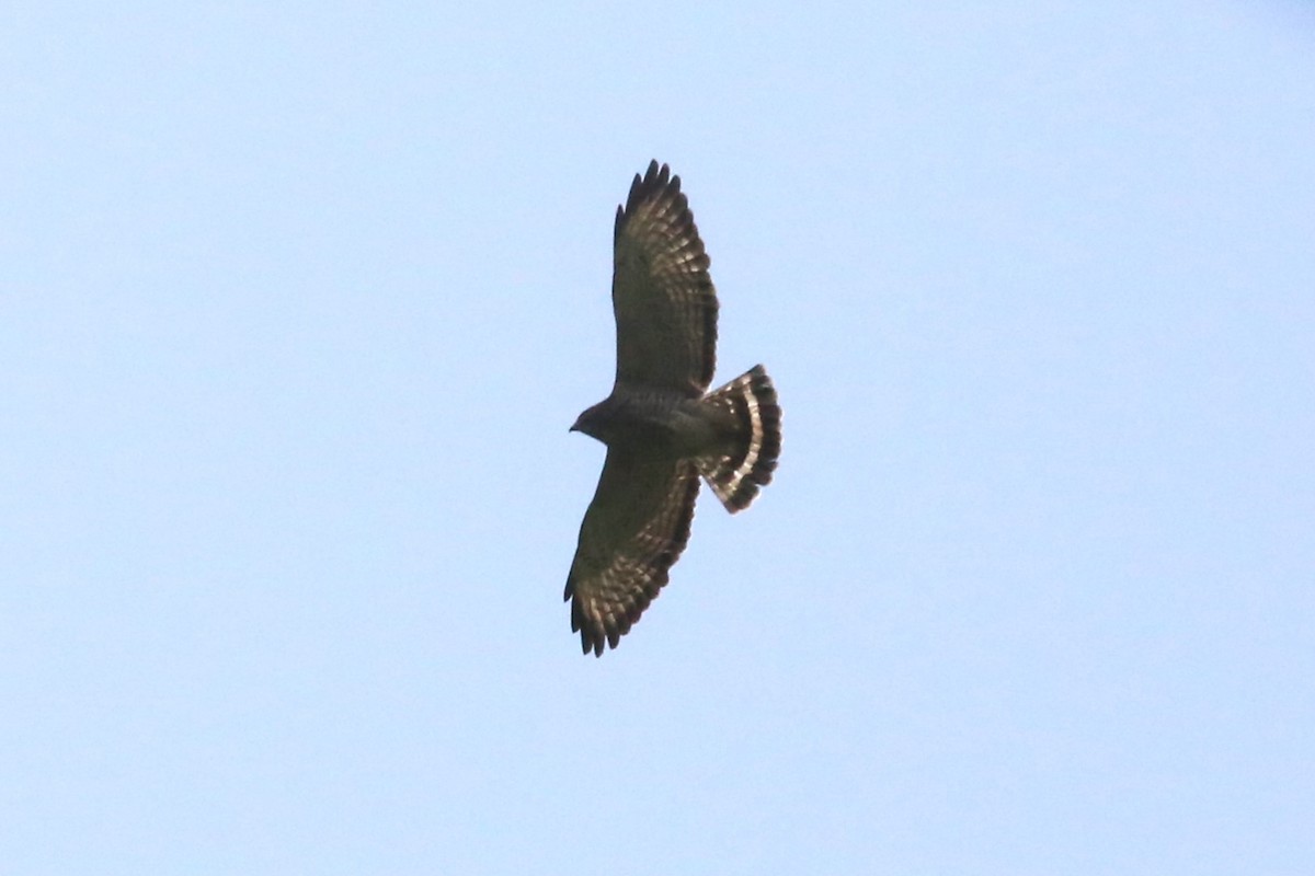 Broad-winged Hawk - ML541137861