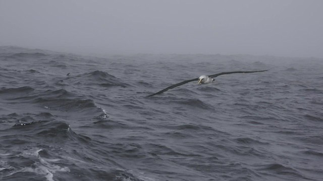 Buller's Albatross - ML541138191