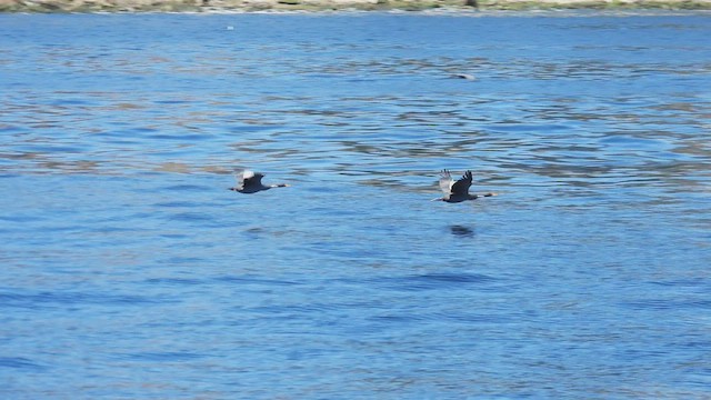 Red-legged Cormorant - ML541138221
