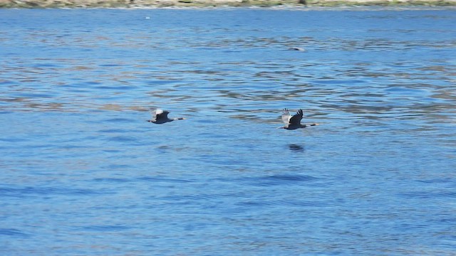 Red-legged Cormorant - ML541138221