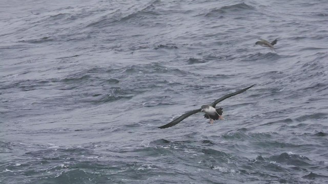 Puffin à pieds roses - ML541138321