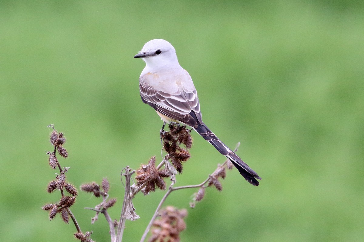 Scissor-tailed Flycatcher - ML54114031