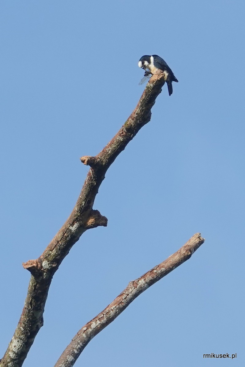 White-fronted Falconet - ML541140491