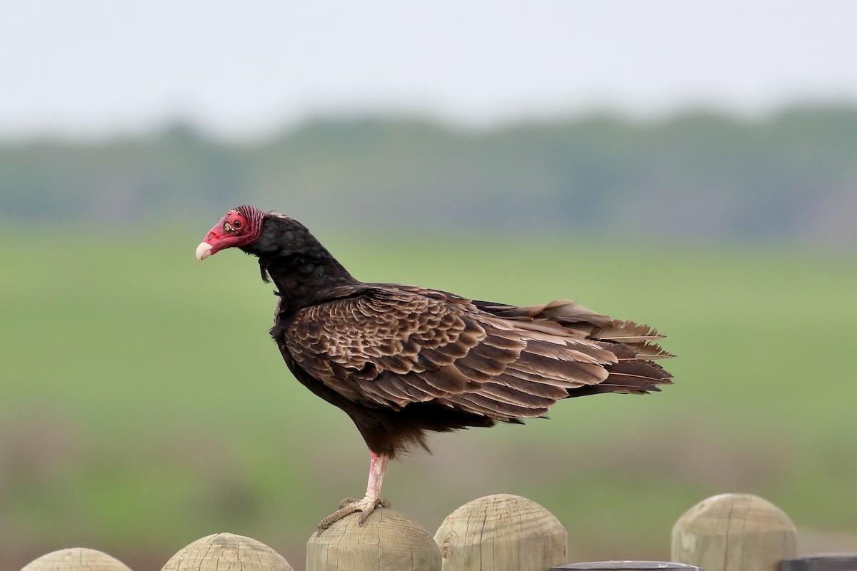 Turkey Vulture - Abhishek Kambhampati