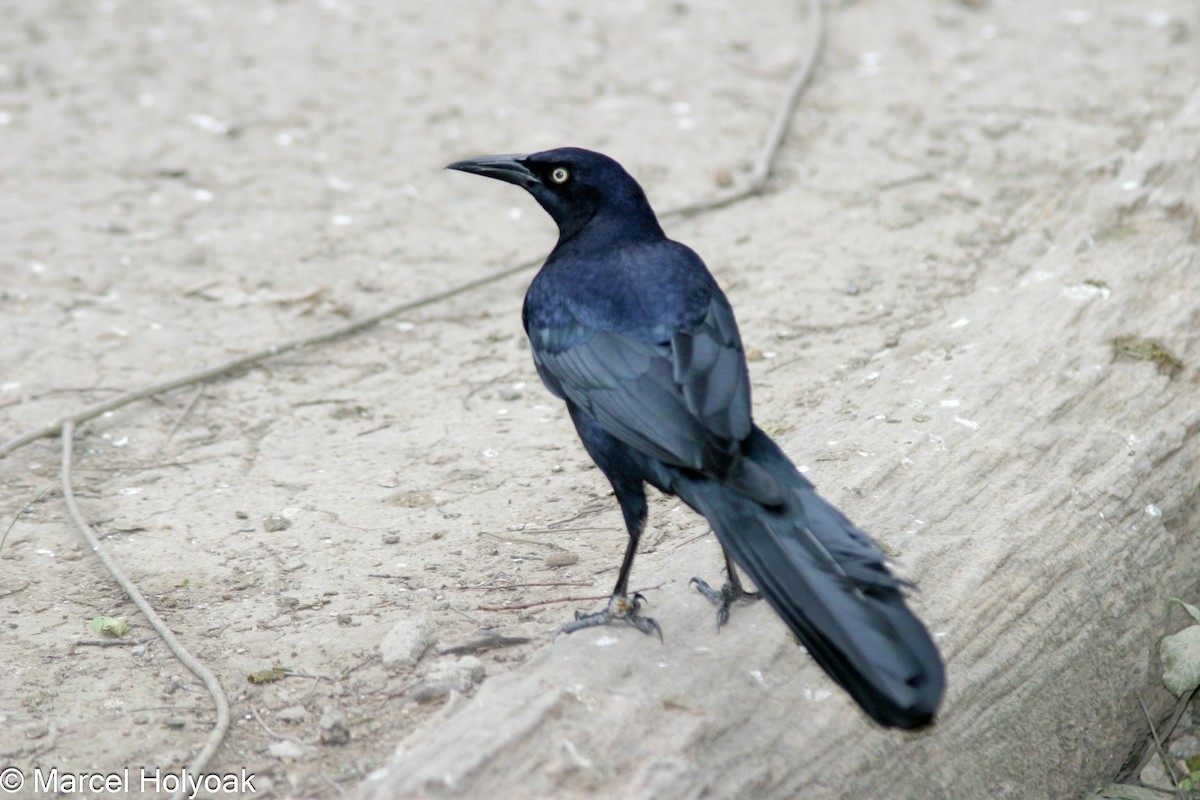 Great-tailed Grackle - ML541141511