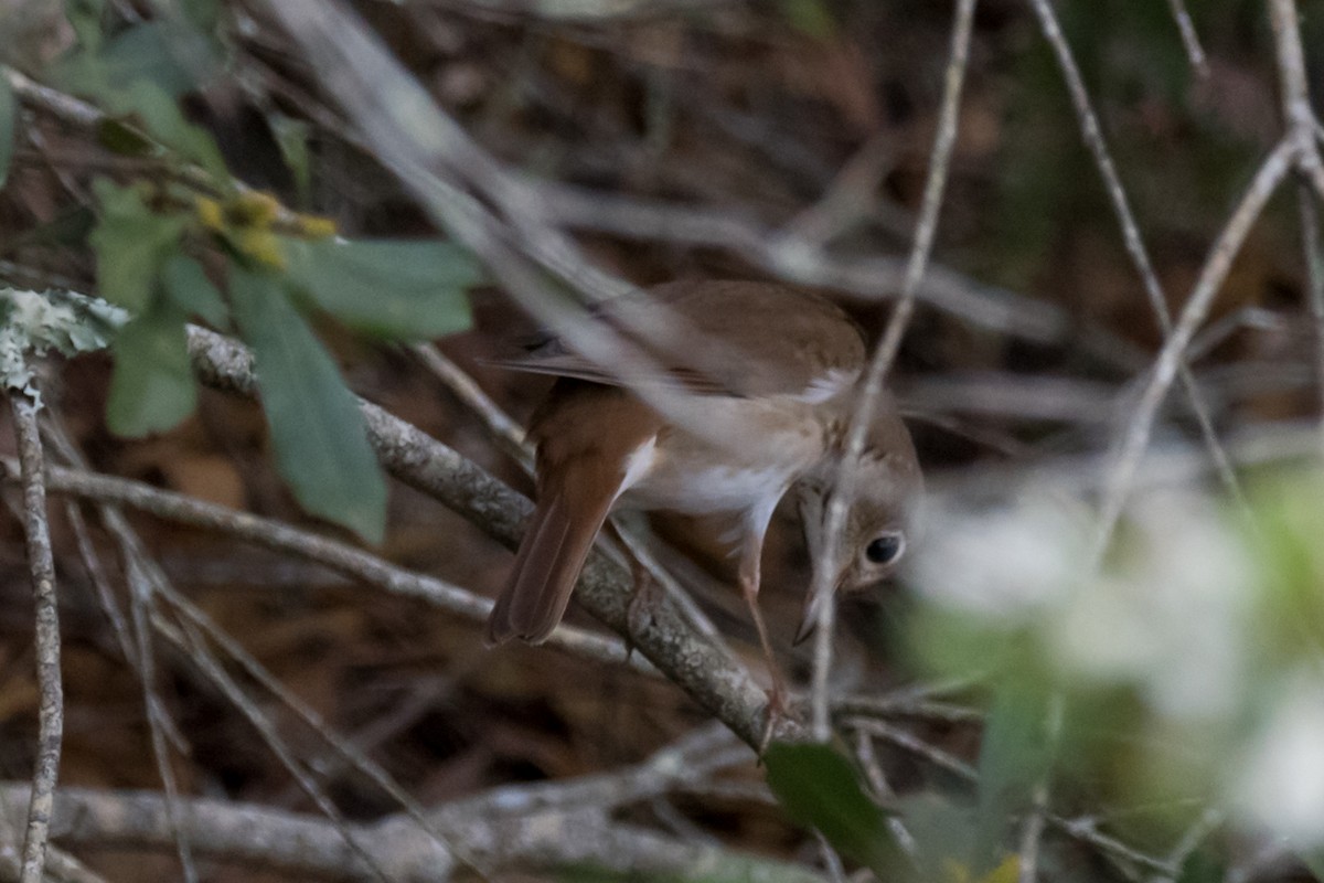 Hermit Thrush - ML541143731