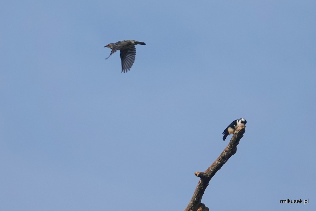 White-fronted Falconet - ML541145171