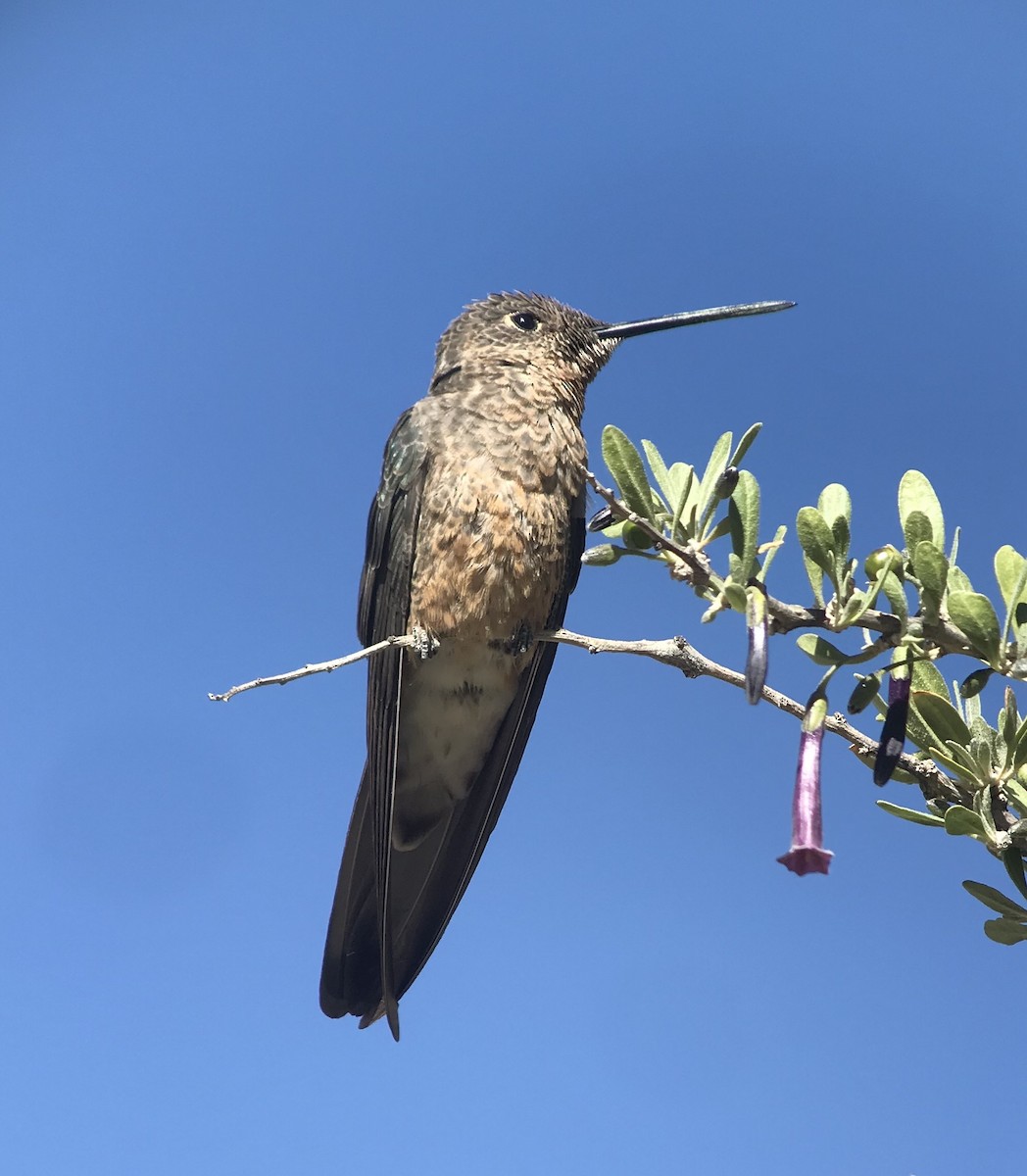 Giant Hummingbird - ML541145381