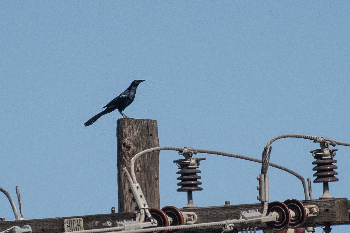 Great-tailed Grackle - ML54114571