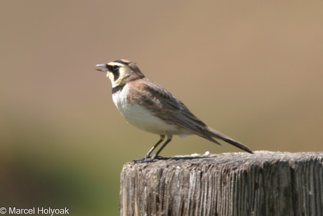 Horned Lark - ML541145821