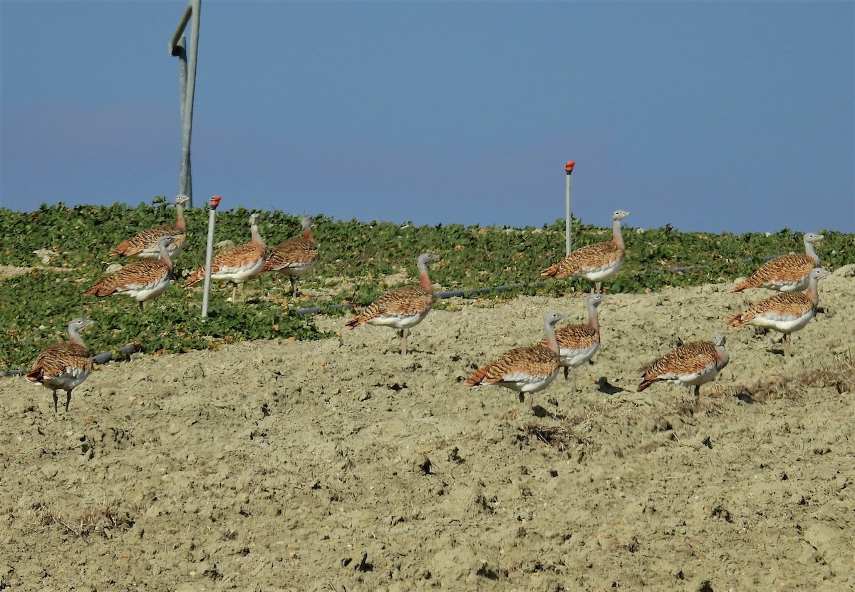 Great Bustard - ML541145941