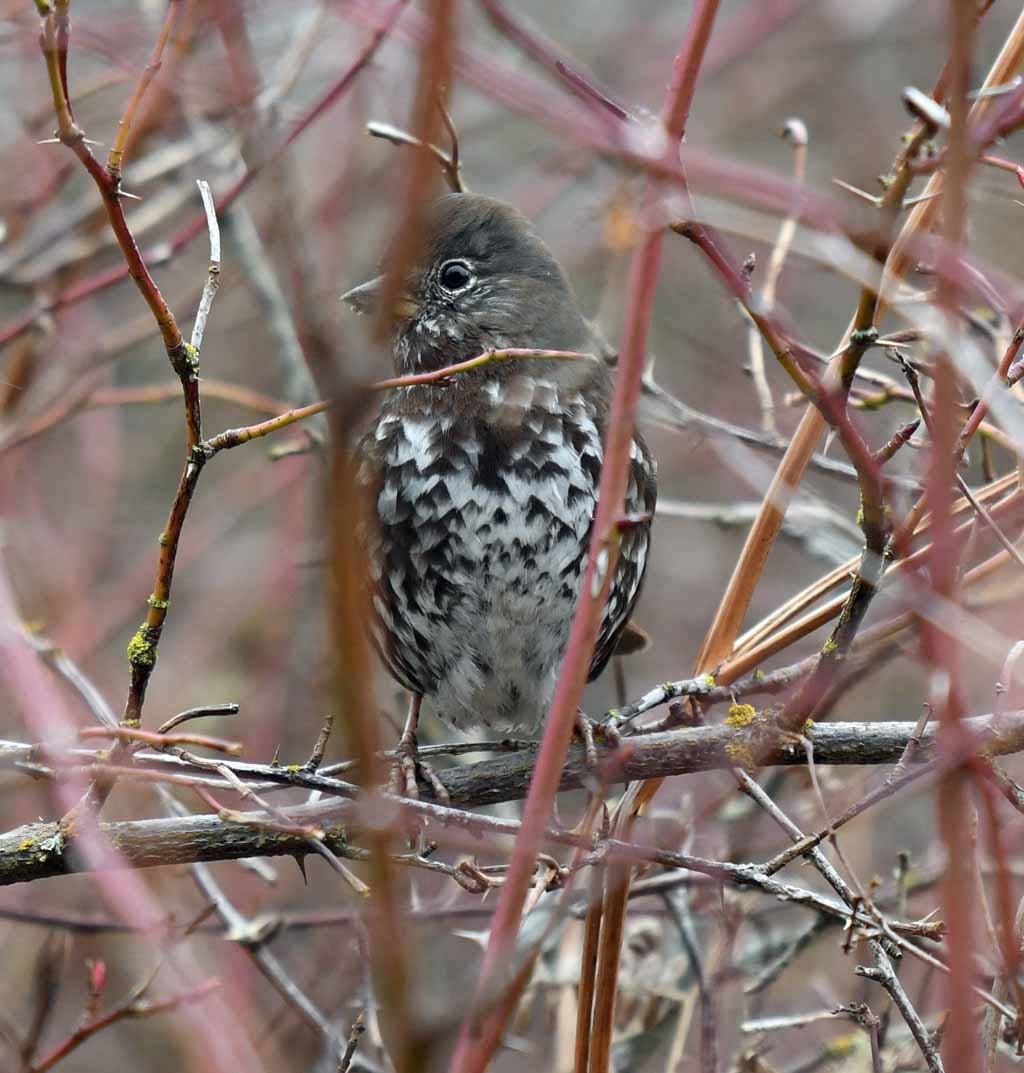 Fox Sparrow - ML541148381