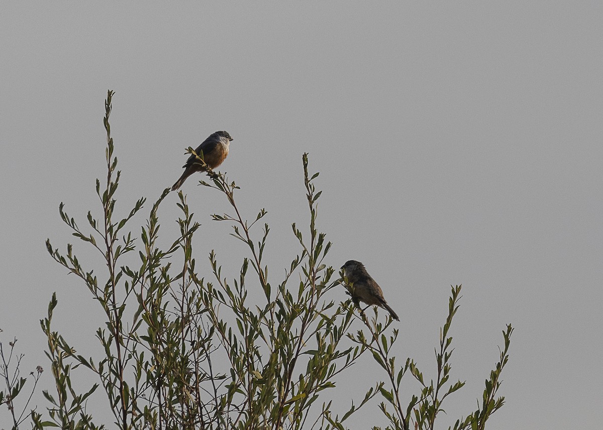 Marsh Seedeater - ML541148491