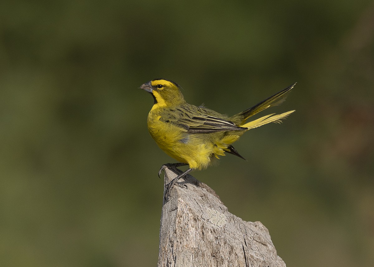 Yellow Cardinal - ML541149411