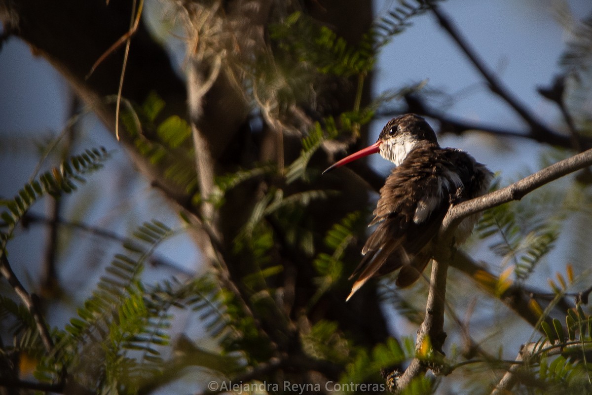 fioletthettekolibri - ML541149651