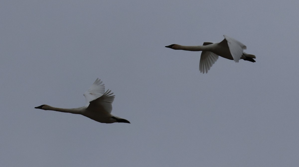 Trumpeter Swan - ML541149711