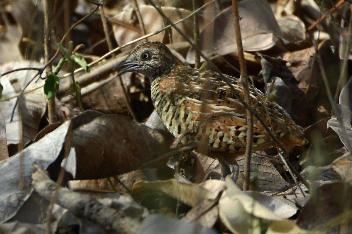 Barred Buttonquail - ML541149871