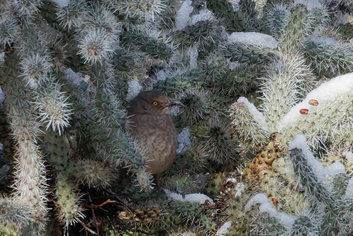 Curve-billed Thrasher (palmeri Group) - ML541149971