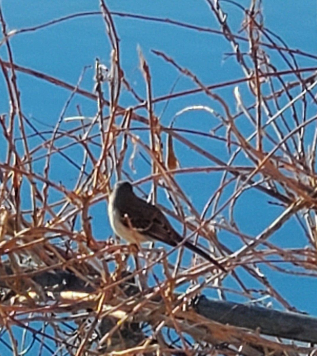 Northern Mockingbird - ML541150431