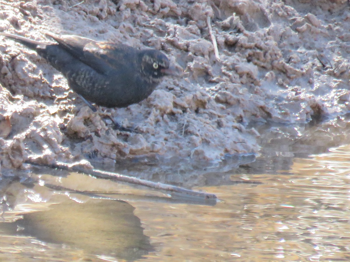 Rusty Blackbird - Eileen S