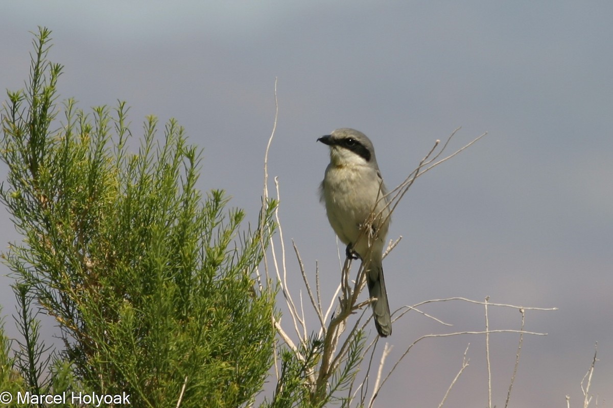 Pie-grièche migratrice - ML541150621