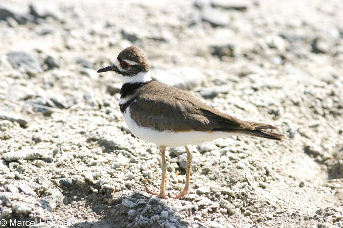 Killdeer - ML541150841