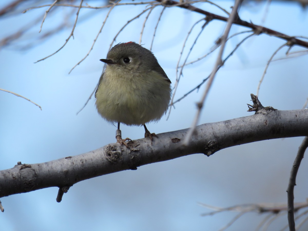 Ruby-crowned Kinglet - Eileen S