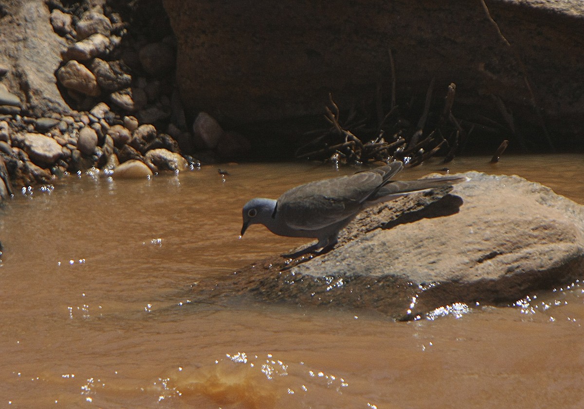 White-winged Collared-Dove - Alfonso Rodrigo