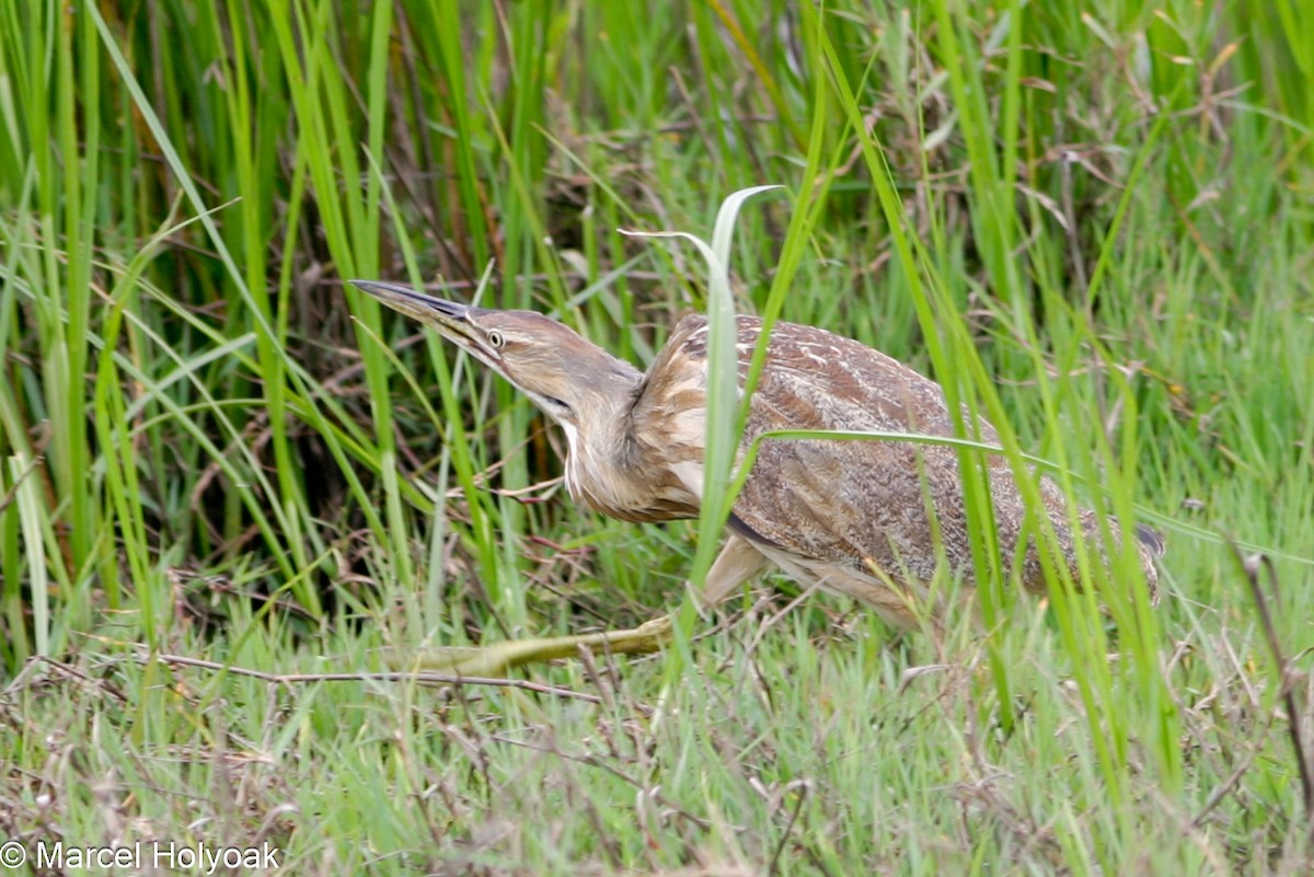 American Bittern - ML541152721