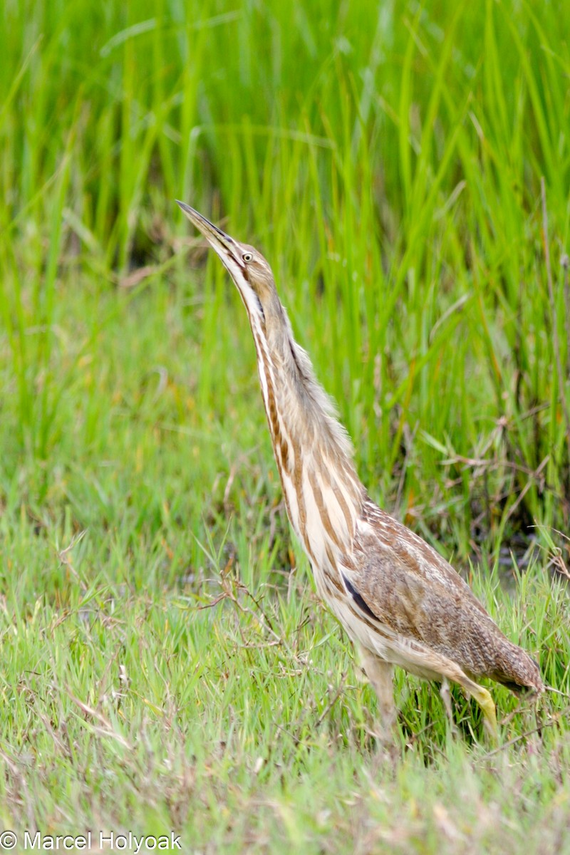 American Bittern - ML541152731