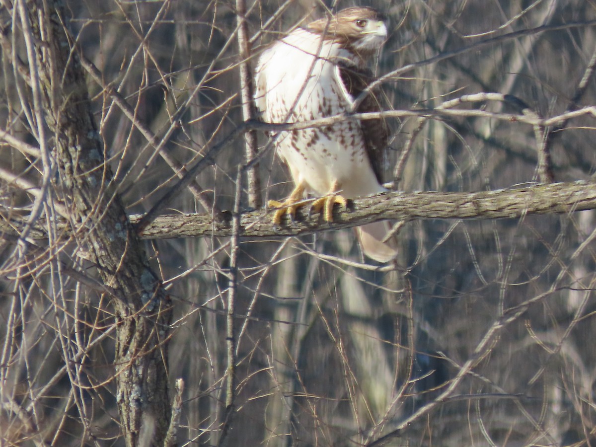 Red-tailed Hawk - ML541153781