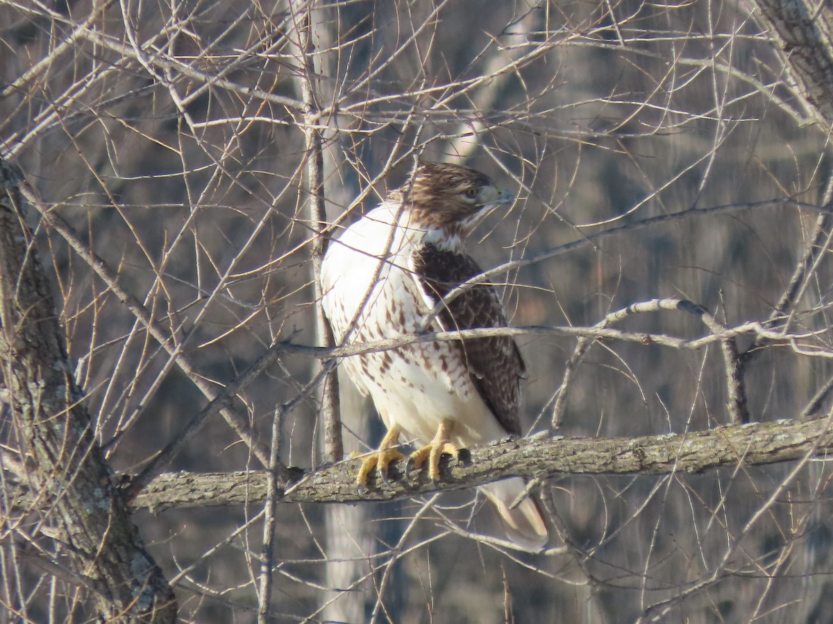Red-tailed Hawk - ML541153791