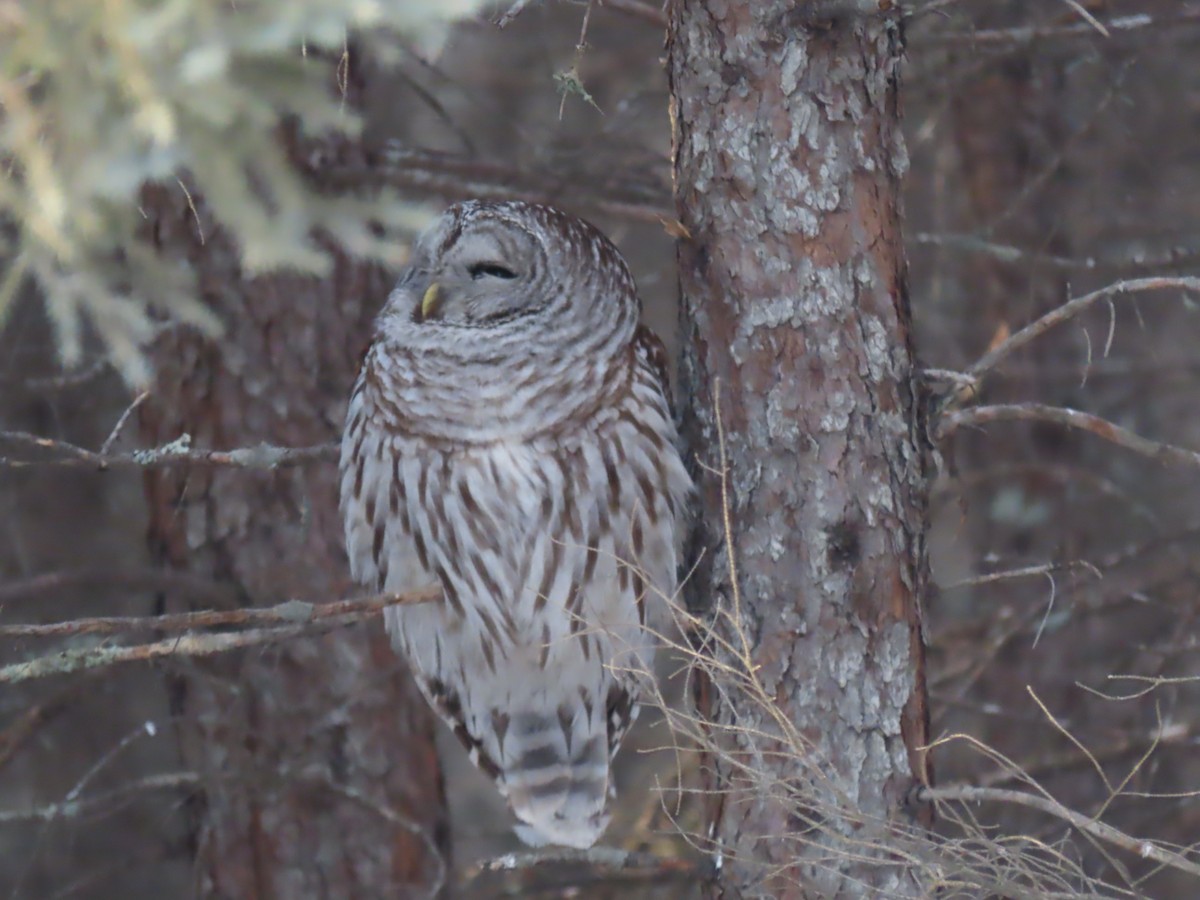 Barred Owl - ML541154121