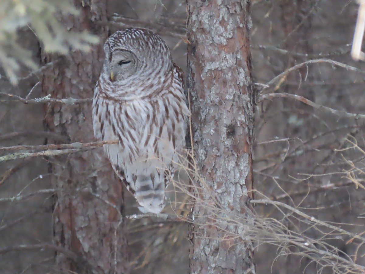 Barred Owl - ML541154131