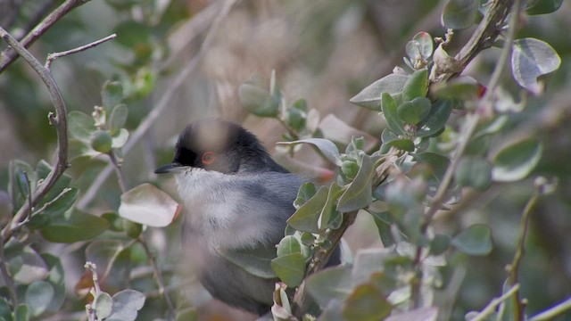 Sardinian Warbler - ML541154211