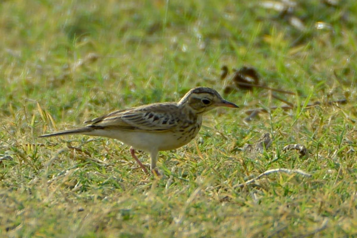Paddyfield Pipit - ML541155341