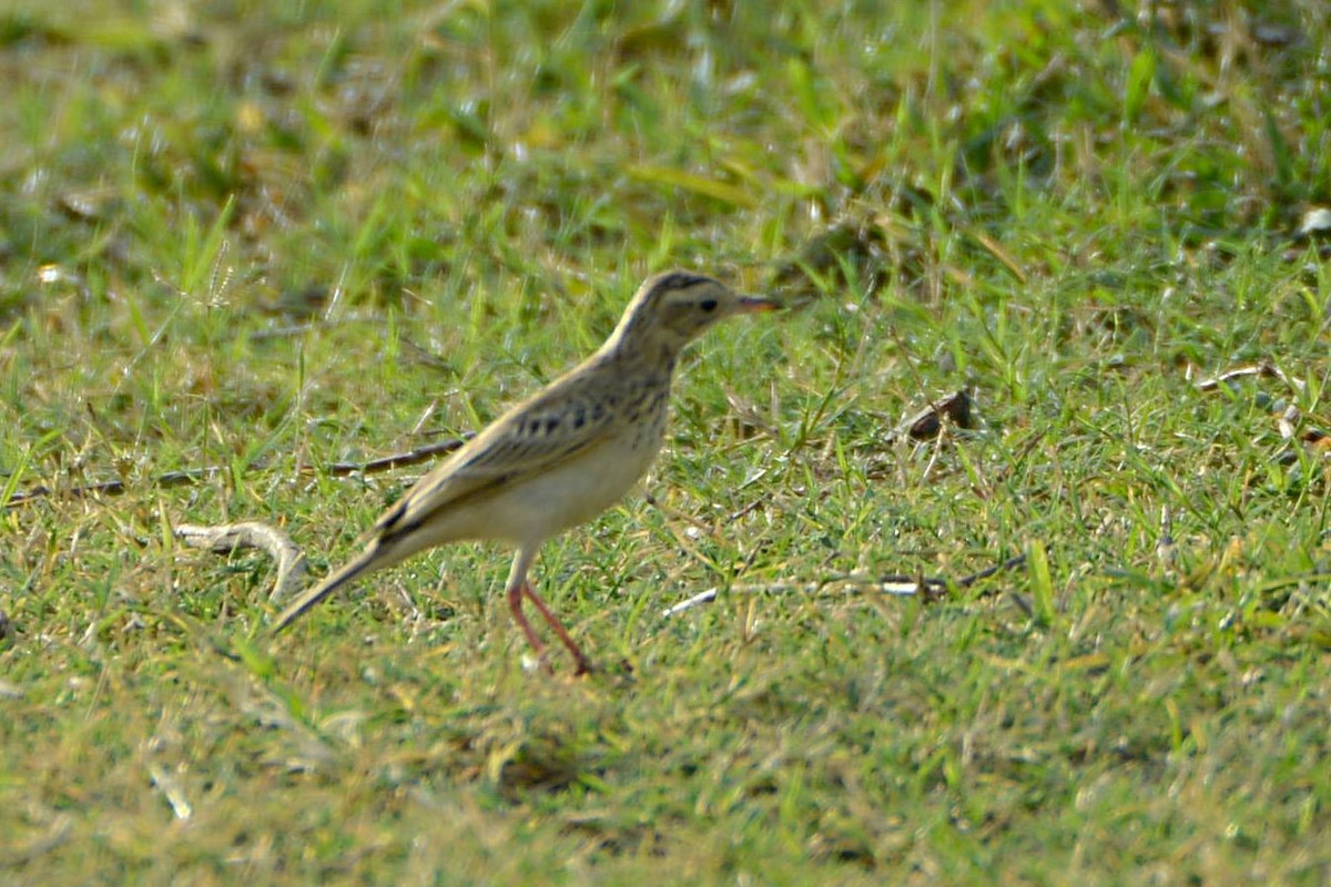 Paddyfield Pipit - ML541155351