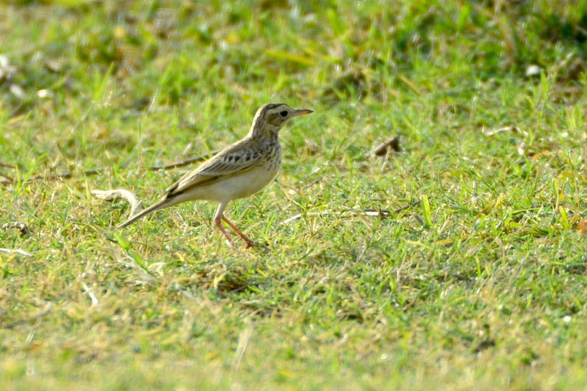 Paddyfield Pipit - ML541155361